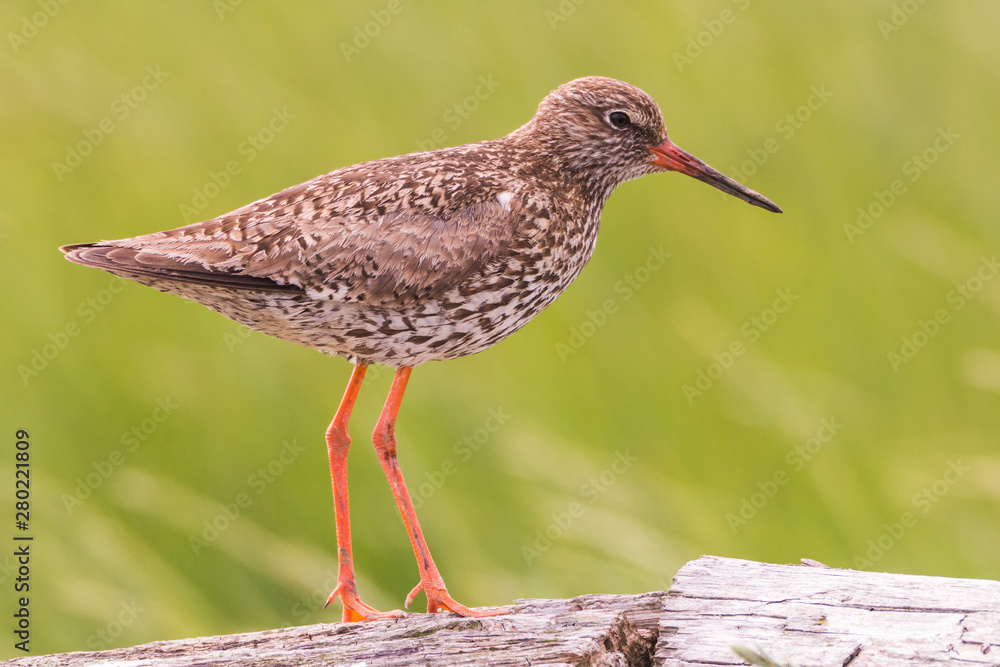 sitting redshank in the salt marshes of the North Sea