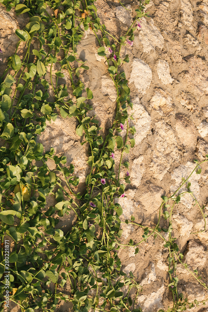 exotic beautiful plants. raw green plant. exotic beautiful plants. raw green plant.