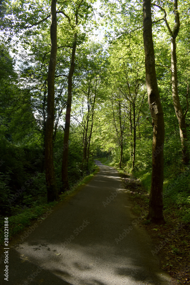 Carretera atravesando un bosque frondoso.