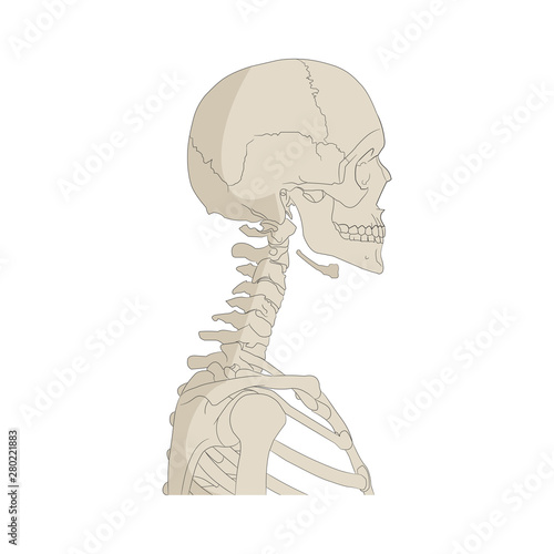 Human skeleton. Chest, neck and head. Side view.