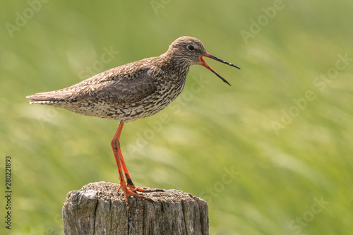 sitting redshank in the salt marshes of the North Sea