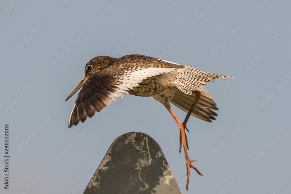 flying redshank in the salt marshes of the North Sea