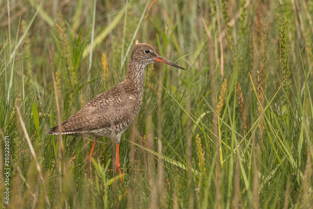 sitting redshank in the salt marshes of the North Sea
