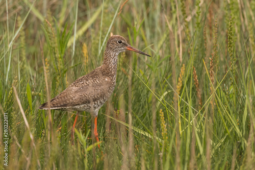 Obraz na płótnie sitting redshank in the salt marshes of the North Sea w salonie