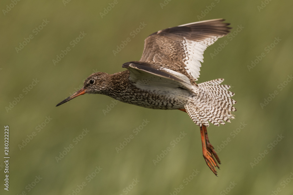 flying redshank in the salt marshes of the North Sea