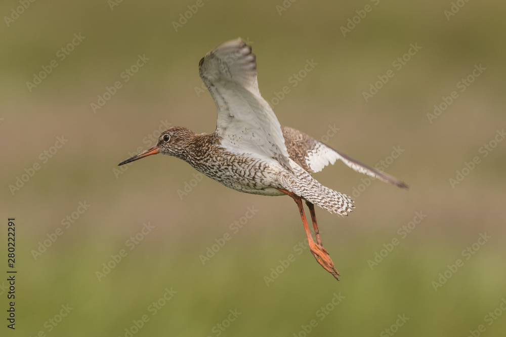 flying redshank in the salt marshes of the North Sea