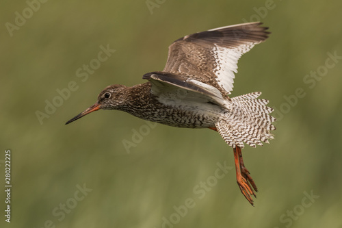 Obraz na płótnie flying redshank in the salt marshes of the North Sea w salonie