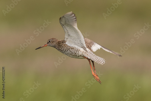 Obraz na płótnie flying redshank in the salt marshes of the North Sea w salonie