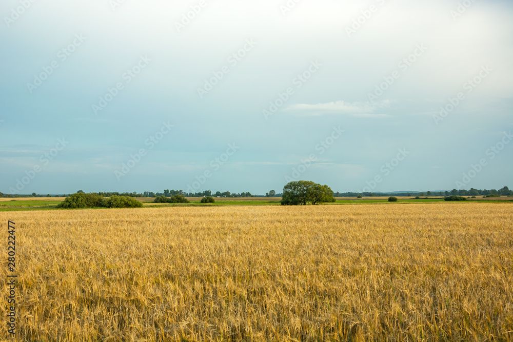 Field of barley and cloudy sky