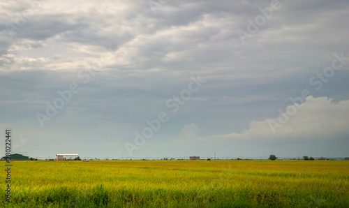 View of rice paddy field