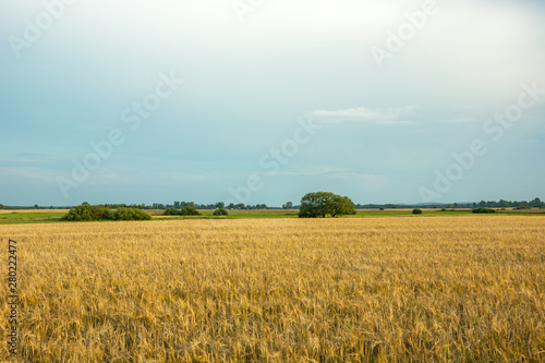 Field of barley and cloudy sky