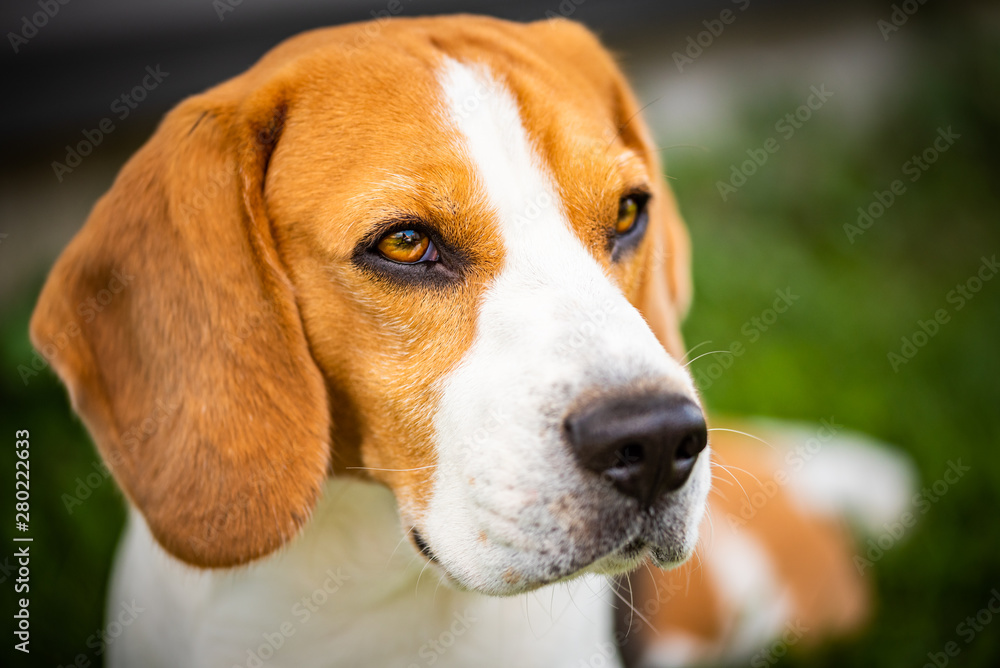 Beagle dog on grass in sun. Sunny summer day