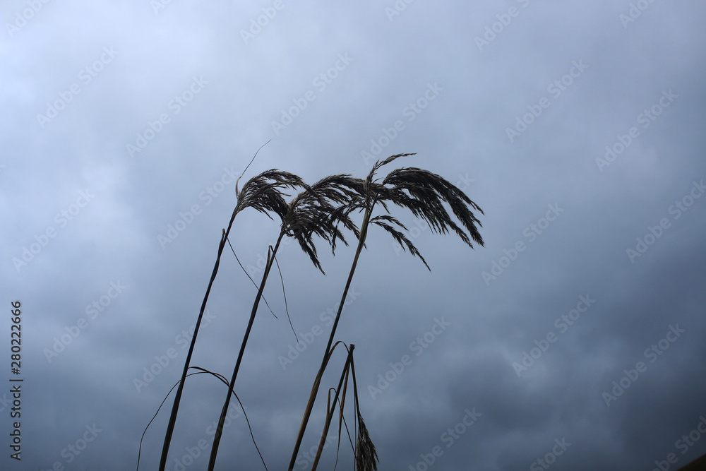 Fototapeta premium The silhouttes of three reeds across a darkly clouded sky