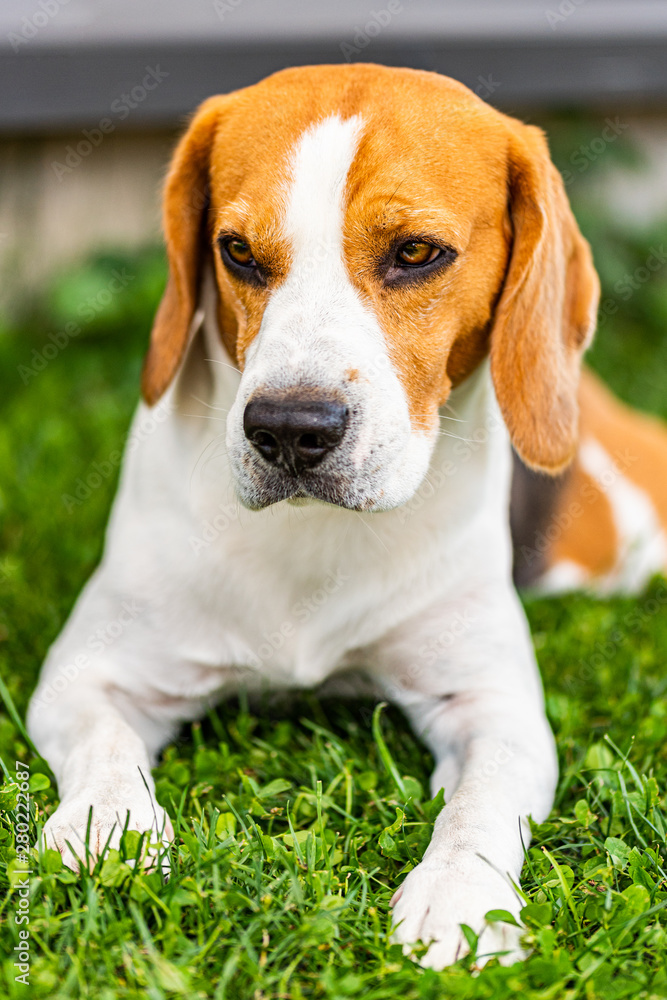 Beagle dog on grass in sun. Sunny summer day Beagle dog on grass in sun. Sunny summer day