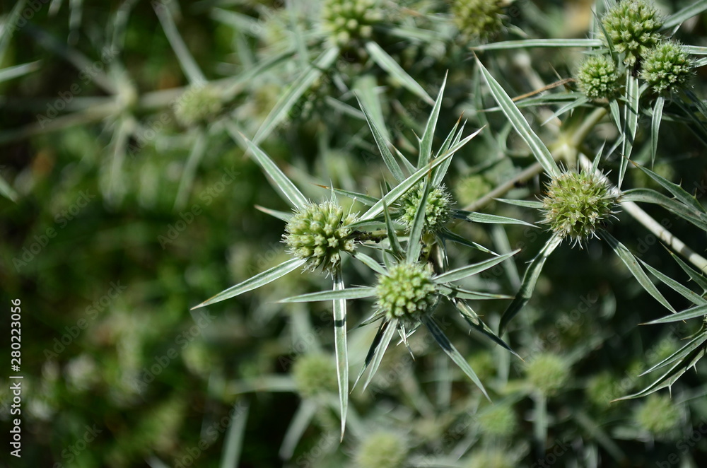 pine branch with cones pine branch with cones