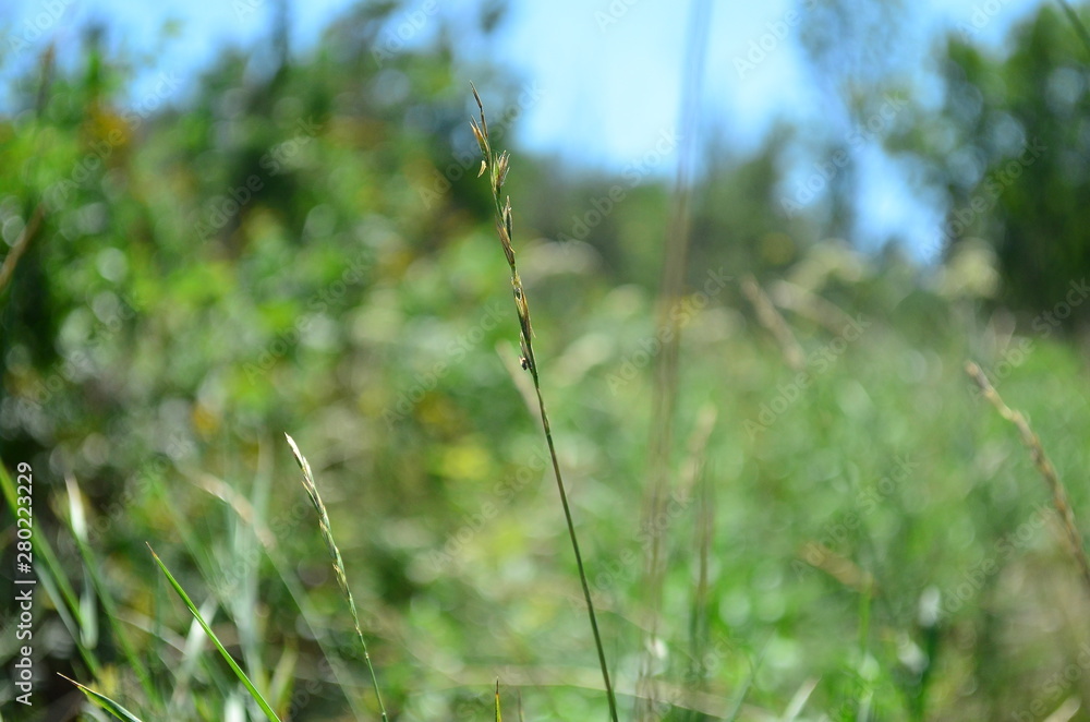 flower in grass flower in grass