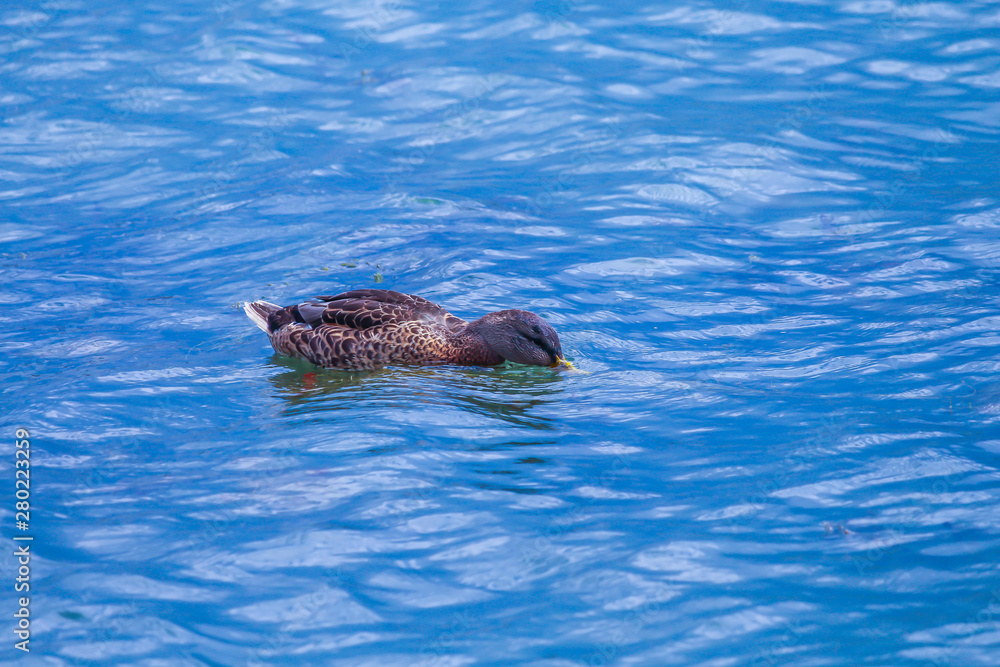 Fototapeta premium Wild duck resting quietly in the lake, Quebec
