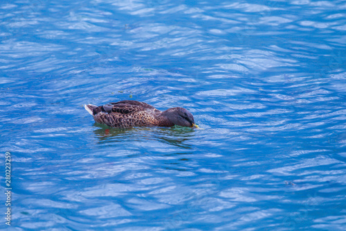 Wild duck resting quietly in the lake, Quebec