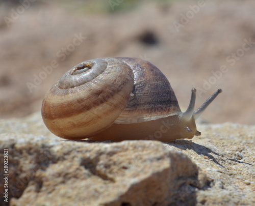 Snail crawling on the stone closeup