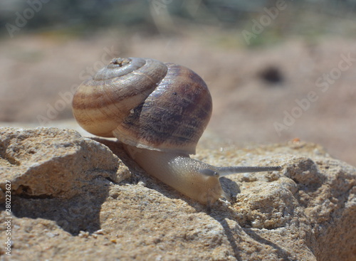 Snail close-up crawling on a stone on a summer day