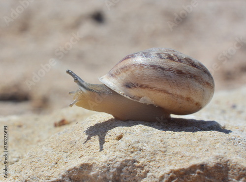 Snail close-up raised his head over the stone
