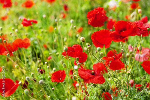 Red poppy flowers blossom on green grass blurred bokeh background close up, beautiful poppies field in bloom on sunny summer day landscape, spring season nature bright wild floral meadow, copy space