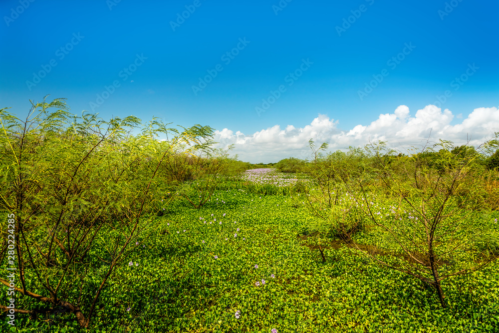 Southern blooming marsh land in the south of Texas