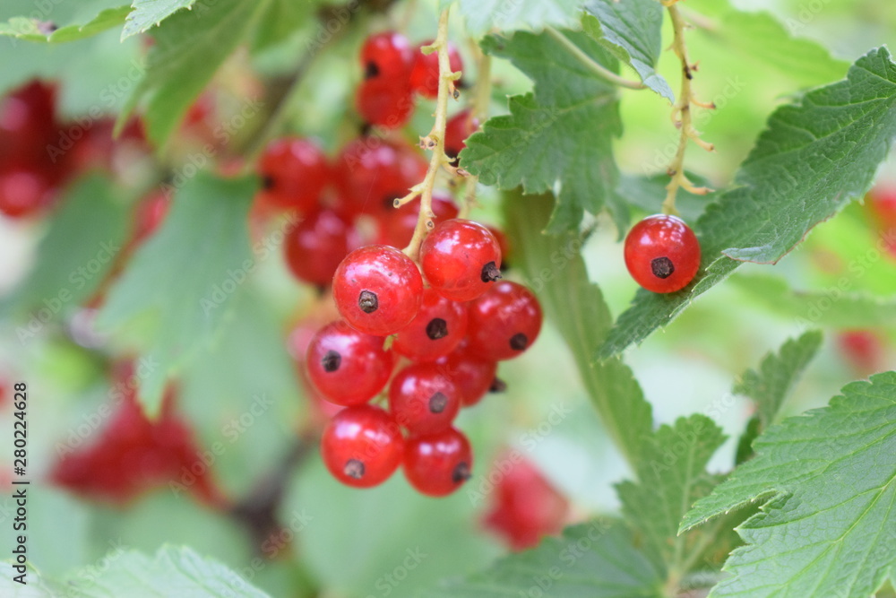 berries of red currant in garden berries of red currant in garden