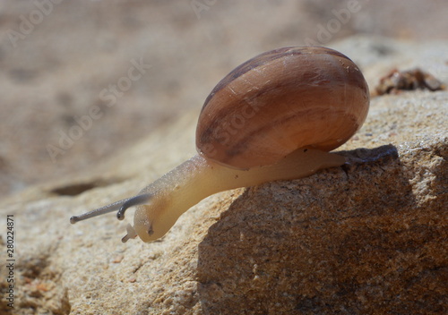Snail close-up hanging from edge of stone