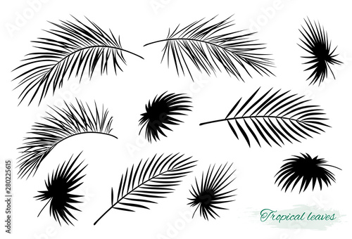 tropical black palm leaf branch silhouettes set