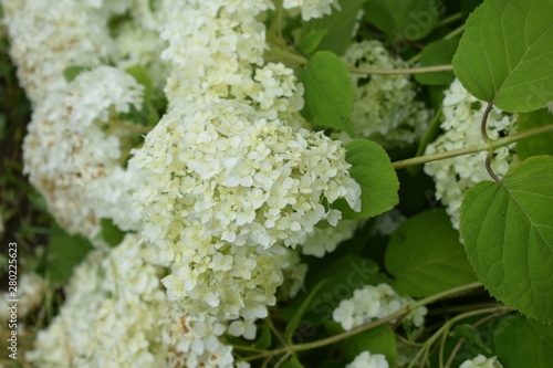 white flowers in the garden
