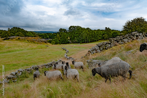 Sheep roaming on a meadow