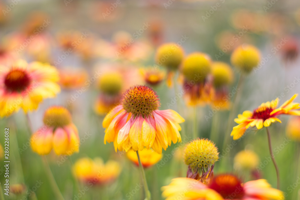 Yellow-orange flowers on a flower bed in the Park Yellow-orange flowers on a flower bed in the Park