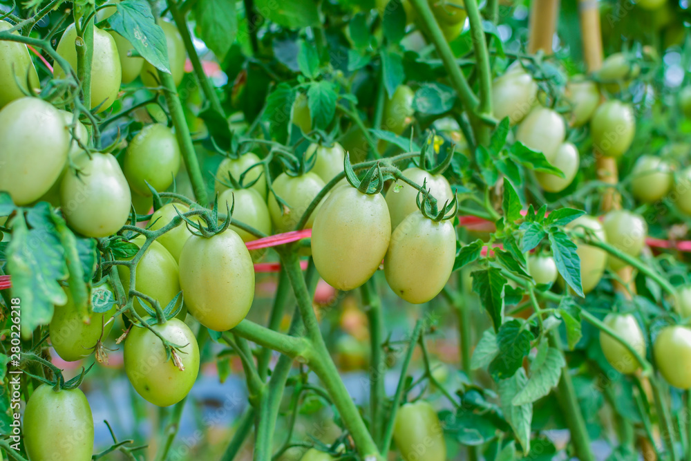 Green and red tomatoes, tomatoes from Thailand country