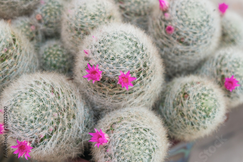 close up cactus with small pink flower