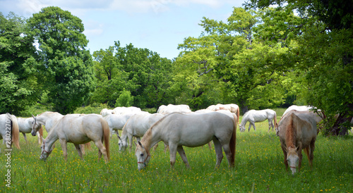 The Lipizzan, or Lipizzaner is a breed of horse originating from Lipica in Slovenia. Established in 1580, the Lipica stud farm is the world's oldest continuously operating stud farm. photo