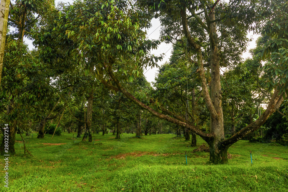 durian farm in spring season durian farm in spring season