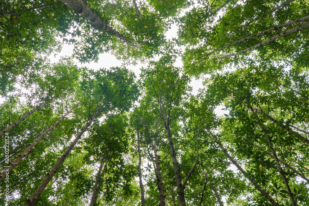 Obraz premium mangrove tree top