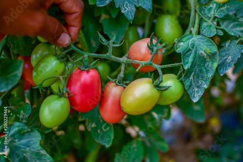 Green and red tomatoes, tomatoes from Thailand country