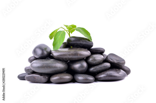 Zen stones and plant on the white background