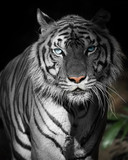 Close up white Tiger.