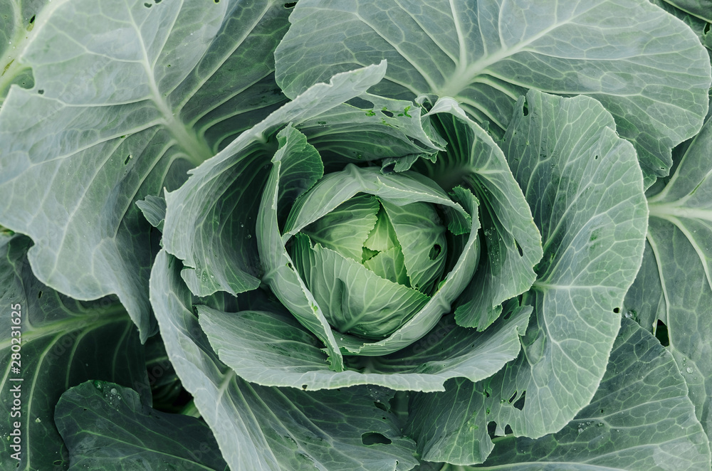 White Cabbage Growing In A Vegetable Garden White Cabbage Growing In A Vegetable Garden