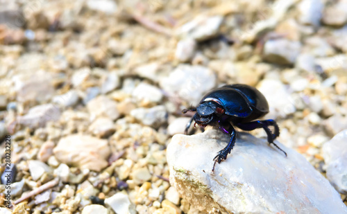 beetle on stone