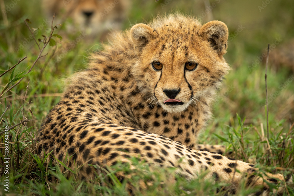 Cheetah cub lies licking lips in grass Cheetah cub lies licking lips in grass