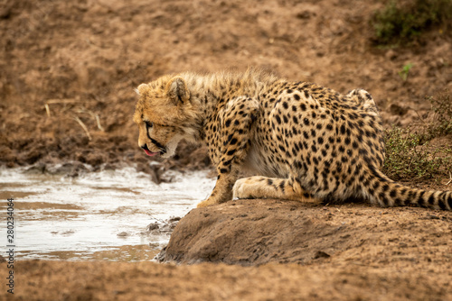 Cheetah cub lies by water licking lips