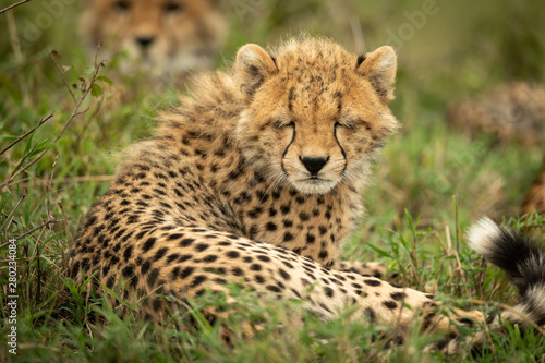 Cheetah cub lies with its eyes closed