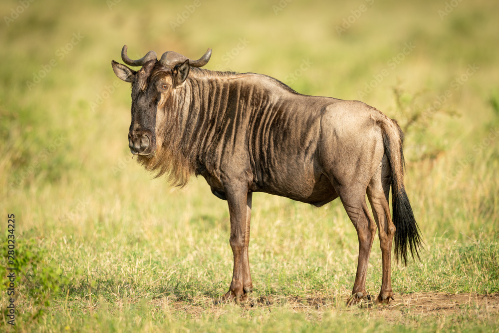 Blue wildebeest stands in savannah turning head Blue wildebeest stands in savannah turning head