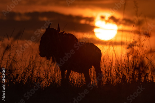 Blue wildebeest silhouetted in grass at sunset