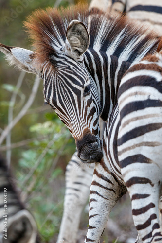 Baby zebra in the Sabi Sands Game Reserve  part of the Greater Kruger Region  in South Africa