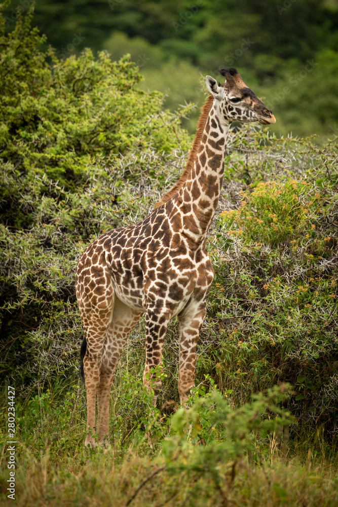 Baby Masai giraffe stands near thorn trees Baby Masai giraffe stands near thorn trees